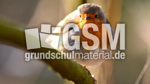 Rotkehlchen (16).jpg